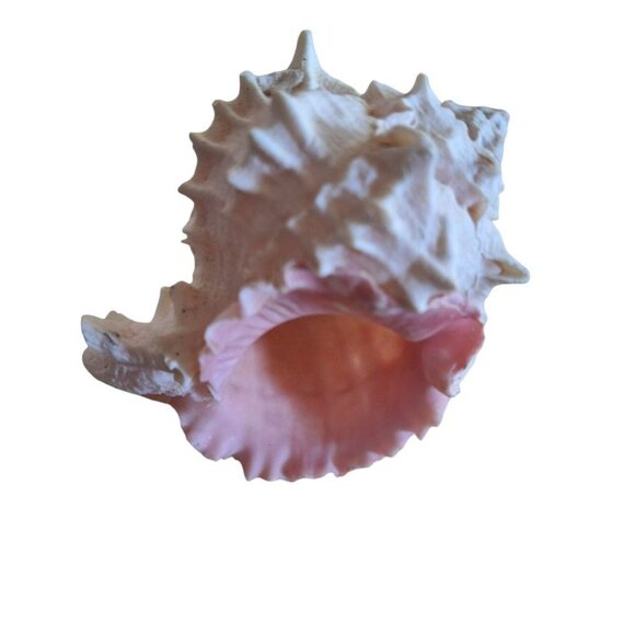 Seashell Decor Beach Nautical Ocean Real Small 3 to 5 Inch Spikes Smooth - Picture 3 of 7